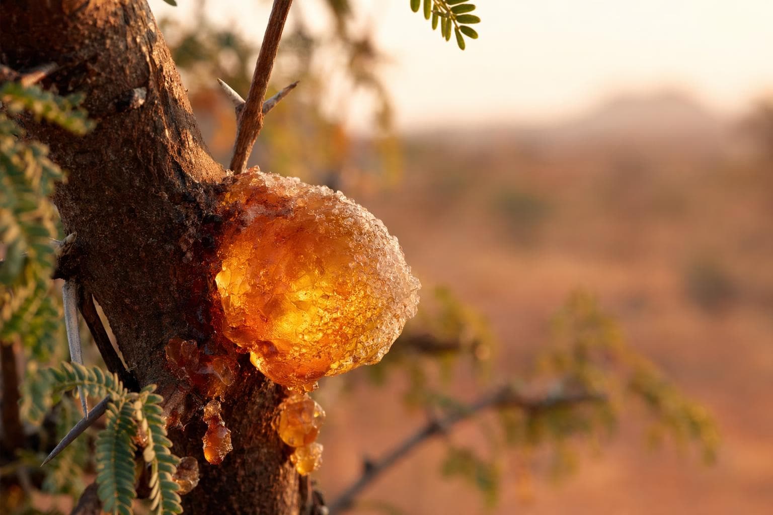 Gomme d'acacia Cristal – Clean